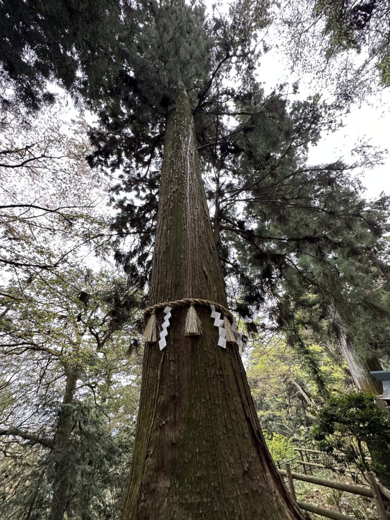 天狗の腰掛け杉